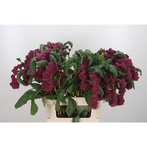 Amaranthus Caudatus Rosary