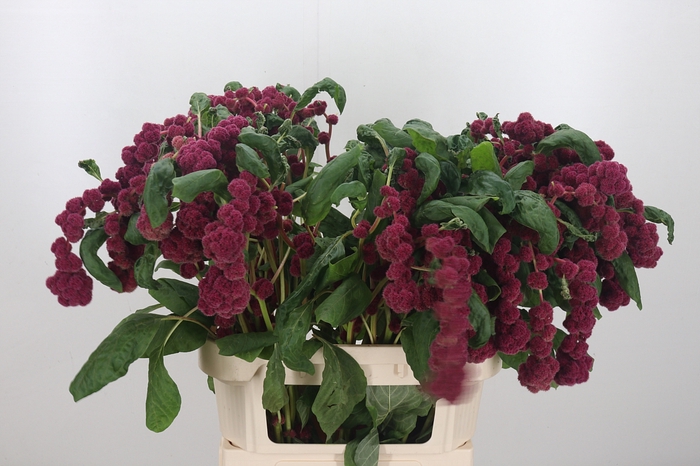 <h4>Amaranthus Caudatus Rosary</h4>