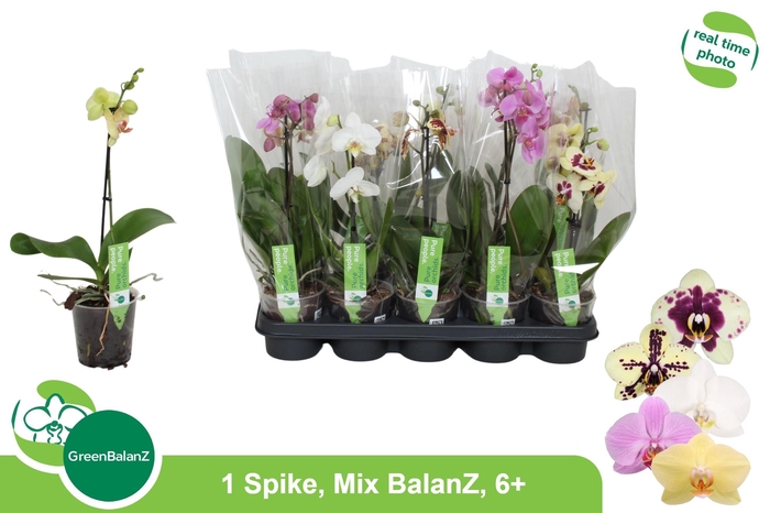 PHAL GEM