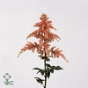 Astilbe Ar Bressingham