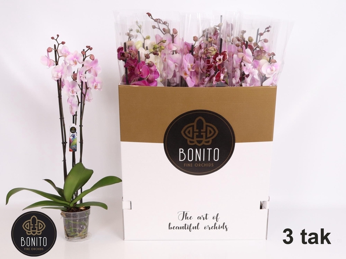 <h4>PHAL GEM 7 KL</h4>