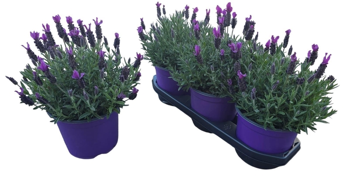 <h4>LAVAN STOECHAS</h4>