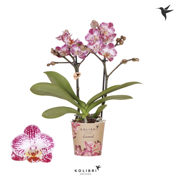 <h4>Kolibri Phal 2-tak Bora Bora</h4>