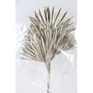 Dried Palm Sun 6pc Platina Bunch