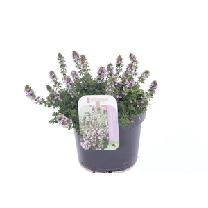 Thymus citr. Silver Queen
