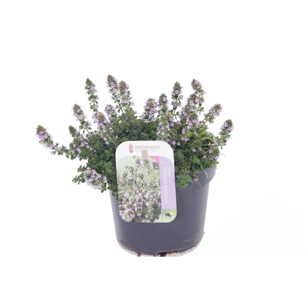 <h4>Thymus citr. Silver Queen</h4>