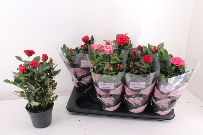 <h4>RO PATHIT GEM 3 SRT</h4>