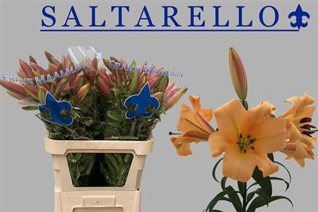 <h4>Li Ot Saltarello</h4>