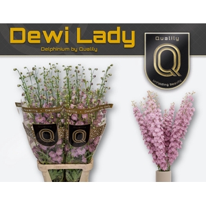 Delphinium DU 'Dewi Lady'