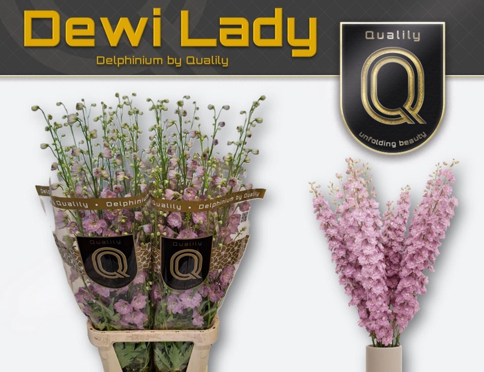 <h4>Delphinium DU 'Dewi Lady'</h4>