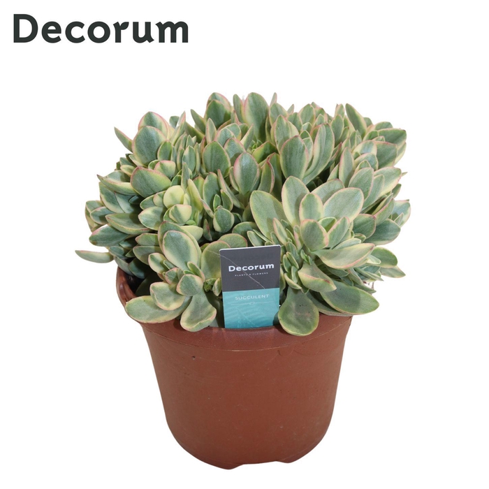 <h4>Crassula Rusby Variegata (Decorum)</h4>