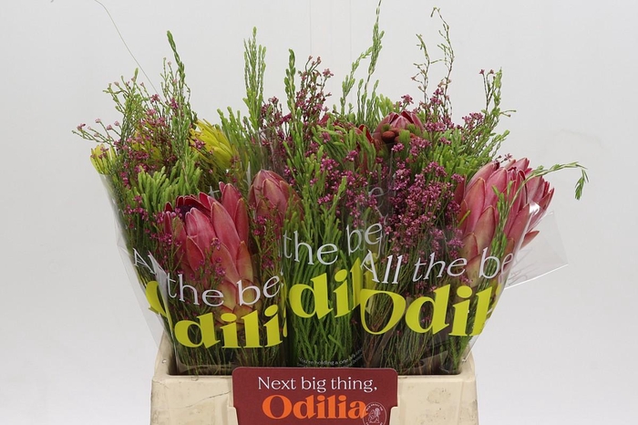 <h4>BQ Protea Silvia SFB</h4>