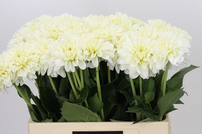 <h4>Dahlia White Wonder</h4>