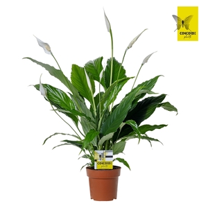 Spathiphyllum 13 cm Sweet Chico Zonder hoes Concorde + steker