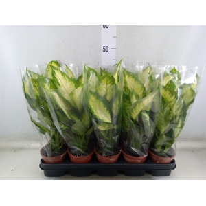 Dieffenbachia  'Camilla'