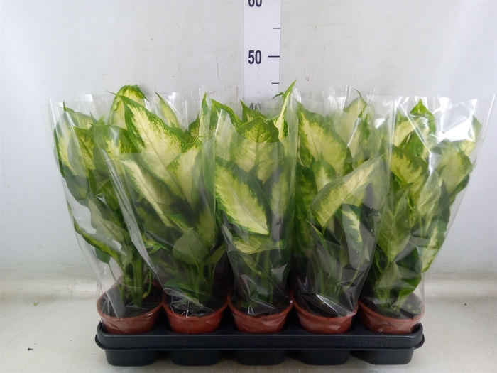 <h4>Dieffenbachia  'Camilla'</h4>