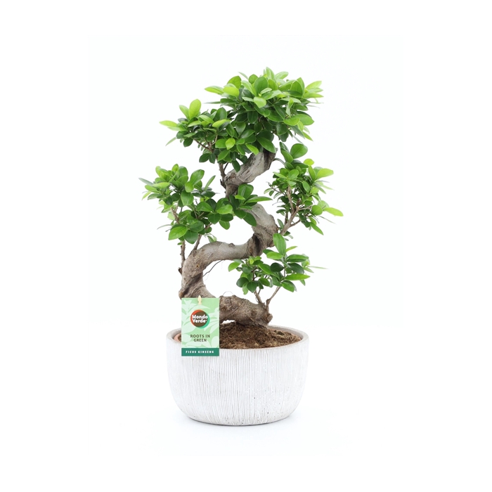 <h4>Ficus Ginseng S type in Rustique Scale</h4>