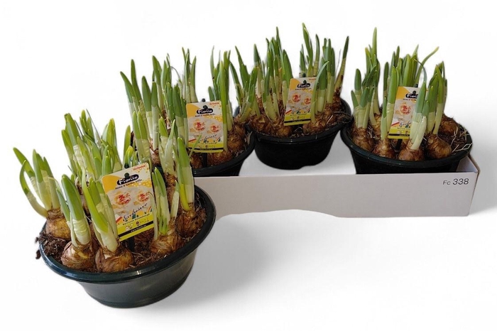 <h4>NARC D DELNASHAUGH</h4>