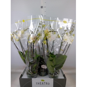 Phalaenopsis   ...white