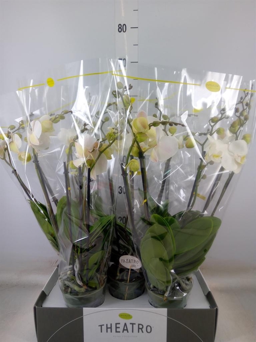 <h4>Phalaenopsis   ...white</h4>