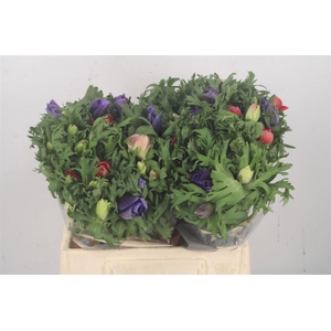 ANEMONE GALIL MIXED IN BUNCH