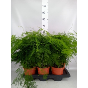 Asparagus setaceus