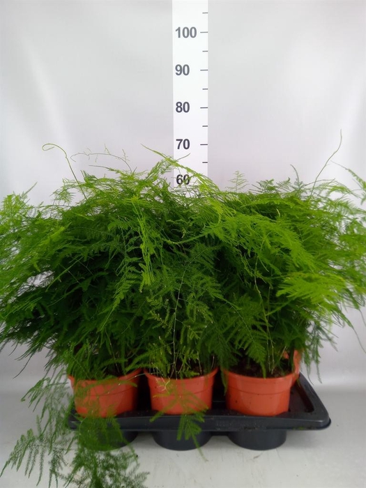 <h4>Asparagus setaceus</h4>