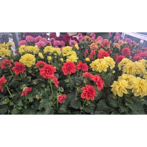 DAHLIA MIXK 5 KL