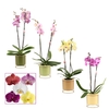 Phalaenopsis 2 tak 14+ mix in Lynn (Silent moods-collection)