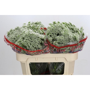 Ammi Visnaga Casablanca