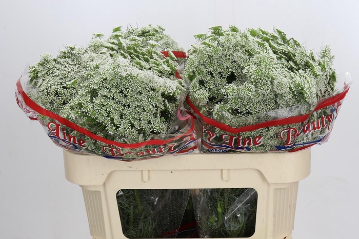 <h4>Ammi Visnaga Casablanca</h4>