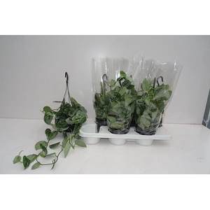 SCIND PICT SILVE ANN