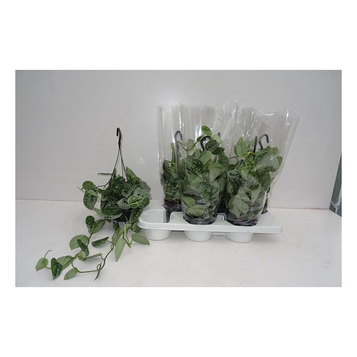 <h4>SCIND PICT SILVE ANN</h4>