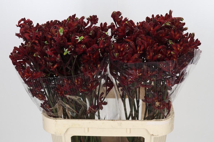<h4>Anigozanthos Early Spring</h4>