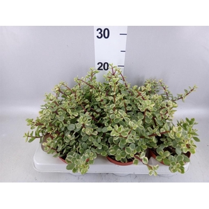 Portulacaria afra 'Variegata'