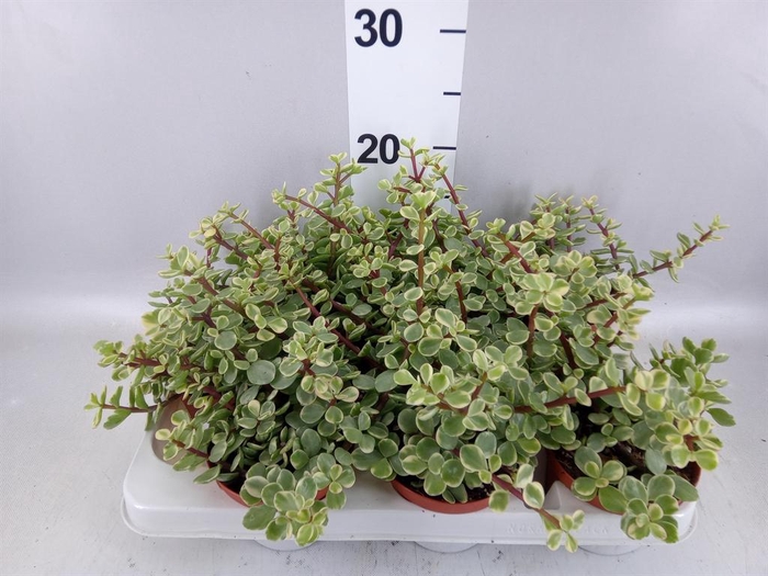 <h4>Portulacaria afra 'Variegata'</h4>