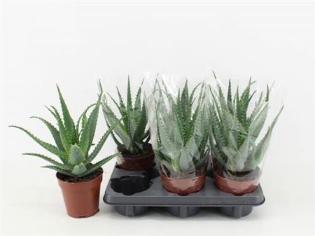 <h4>Aloe Arborescens</h4>