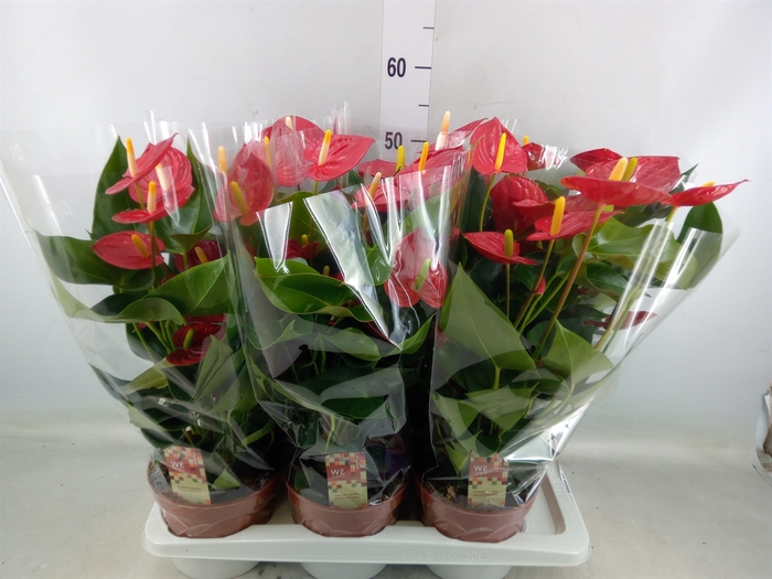 <h4>Anthurium andr. 'Tremendo'</h4>