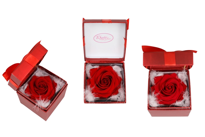 <h4>ARR ROSA POT H%</h4>