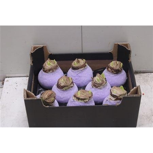 Amarillis Bol Lavendel Glitter