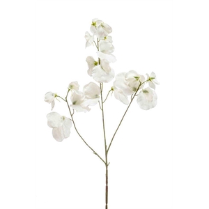 Lathyrus tak x3 75cm crème 24/ds