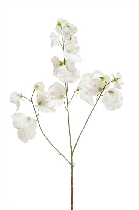 <h4>Lathyrus tak x3 75cm crème 24/ds</h4>