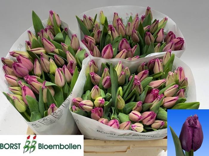 <h4>TU FR SAN CHRISTINA</h4>