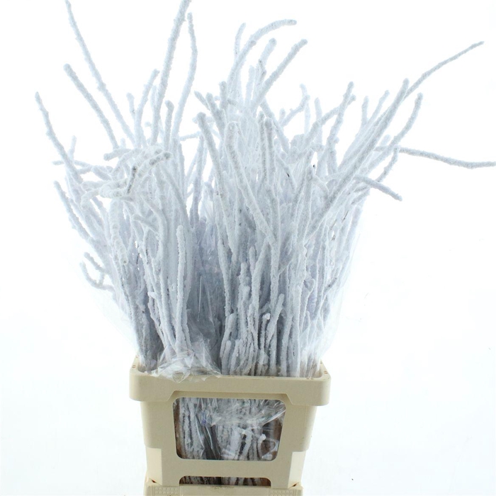 <h4>Snow Prunus</h4>