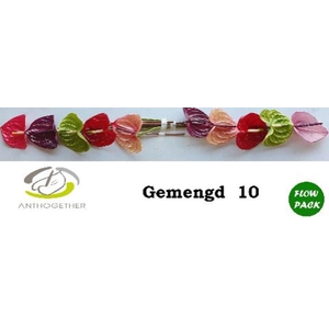 Anthurium andr.   ...mix