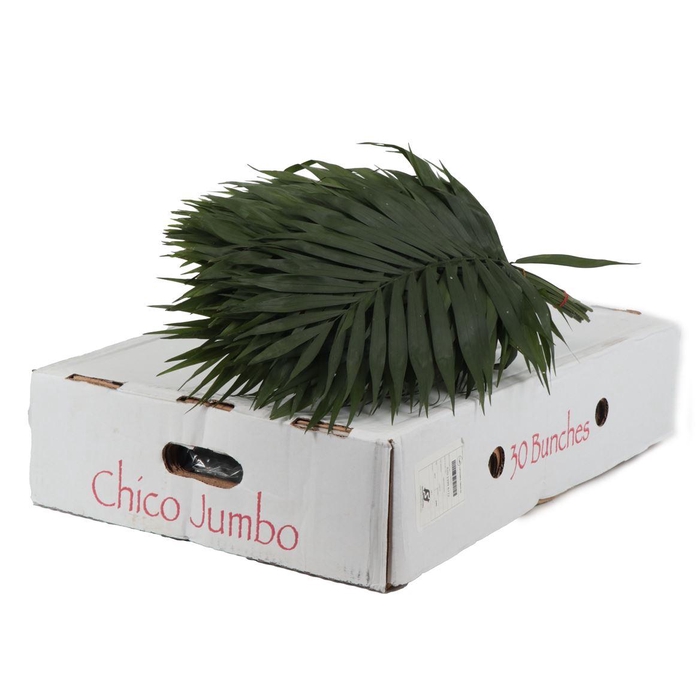 <h4>Chico Jumbo Special</h4>