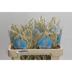 Amaranthus Yearming Desert