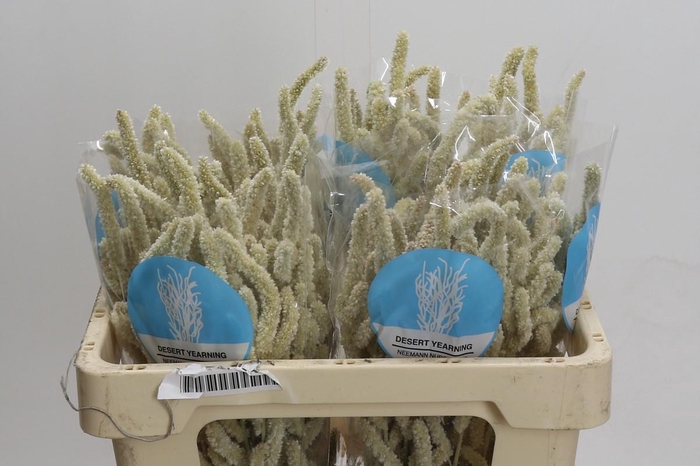 <h4>Amaranthus Yearming Desert</h4>