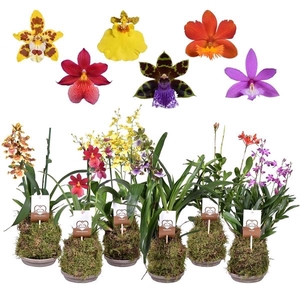 Orchidee