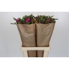 Freesia One XXL Pink